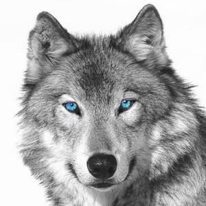 Meet your Posher, Billy